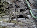 Verpaarung Psalmopoeus cambridgei Verpaarung Psalmopoeus cambridgei