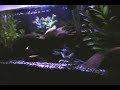 Blue Crawfish Nabs Feeder
