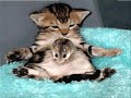 cat i\ cat i\
