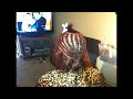 Click here to watch this video How to install a weave on Caucasian hair.