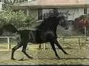 **Arabians** **Arabians**