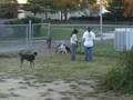 Lilly makes friends at the dog run