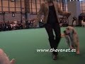 Cruftts 2008 Golden Special Junior Dog
