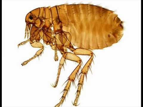 how to treat flea bites