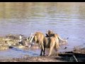 Lions Battle Crocs Part 2