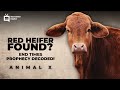 Red Heifer - Animal X Classic