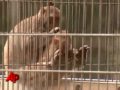 Monkey Moms 'Go Gaga' for Their Babies, Too