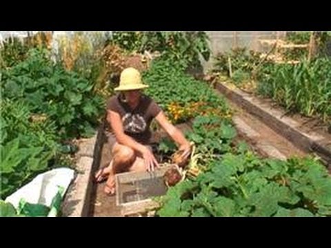 how to harvest onions from the garden