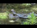 La Grenouille