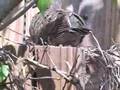 LoveDove Part II -- Leaving the Nest