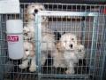 videos de Adopt a shelter dog. Warning: May cause sadness or crying.