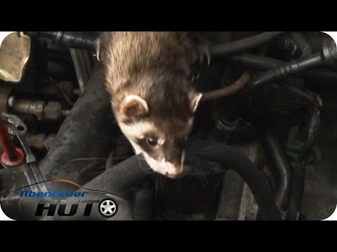 Tierische Autofeinde | Marder, Katze & Co.