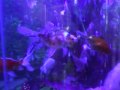 AQUARIO DE AGUA DOCE!!! 