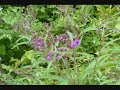 Way Over Yonder.wmv