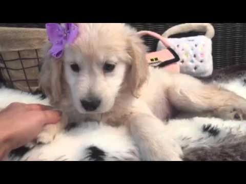 SO SWEET AND LOVING GOLDEN RETRIEVER PUPPY!