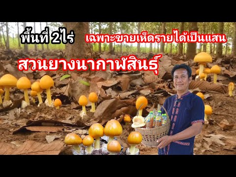 เก่งรอบด้าน ! ปลูกป่าให้เกิดเห็ดหลายชนิดในพื้นที่2ไร่ ฟันเงินหลักแสน เฉพาะเห็ดระโงกได้กว่า 300 กิโล