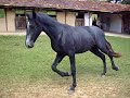 Mangalarga Marchador Badalado da Ogar
