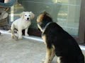 German Shepard and Golden retriever make friends German Shepard and Golden retriever make friends
