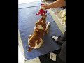 Our Brittany Gemma playing