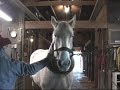 Valley View Percherons - SOLID ROCK LINDA