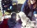 Caniche video