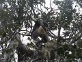 Indri with infant climbs and leaps
