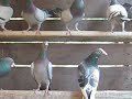Racing pigeons Sabol Oliver 1 Racing pigeons Sabol Oliver 1