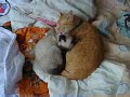 Cat bath 2