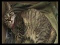 accouchement / mise bas de 3 chatons par mon chat luna