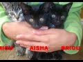 accouchement / mise bas de 3 chatons par mon chat luna