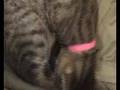 Accouchement / mise-bas de 3 chatons par mon chat LUNA
