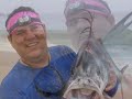 Roosterfish from the surf Roosterfish from the surf