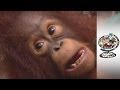 Borneo Apes - Malaysia