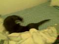 videos de Rocco vs Cho-Cho