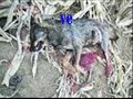 lobos luisa de 6