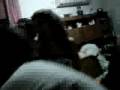 videos de En casa se armó