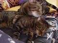 He ain´t heavy, he´s my brother - Cat Fist Fight