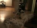 Great Dane puppy & Chinese Crested playing