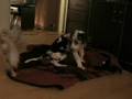 Chinese Crested video