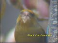 Feeding action by a male Greenfinch Feeding action by a male Greenfinch