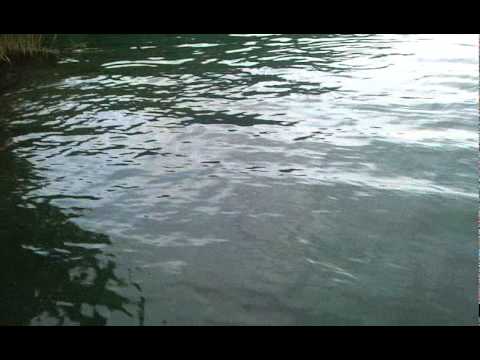 how to bleed out a catfish