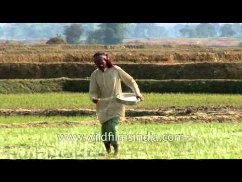 how to fertilize with urea