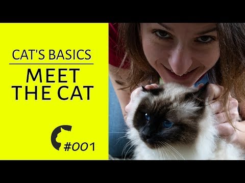 Living with a cat | Basic stuff | Awesome Birman cats