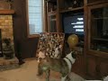 colbies[bays dog] balloon adventure