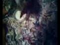 videos de Rabbit struggeling