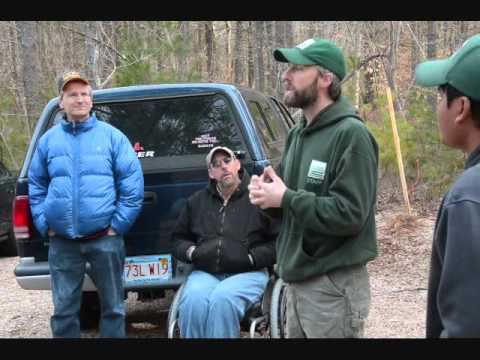 how to transplant wild cedar trees