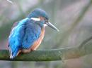 Kingfisher Priory Country Park Kingfisher Priory Country Park