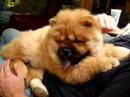 chow-chow-puppy-ushi-2.html