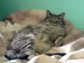 眠りネコ動画