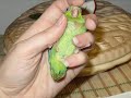 Bringing Up Brucie our New Baby Parrotlet